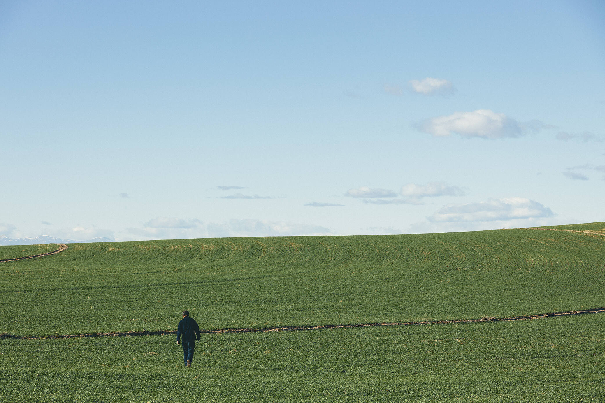 Campos de cebada