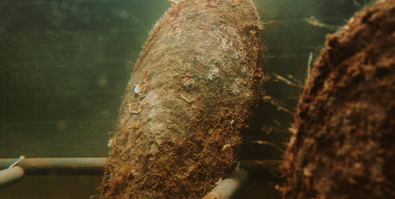 Nacra en el laboratorio