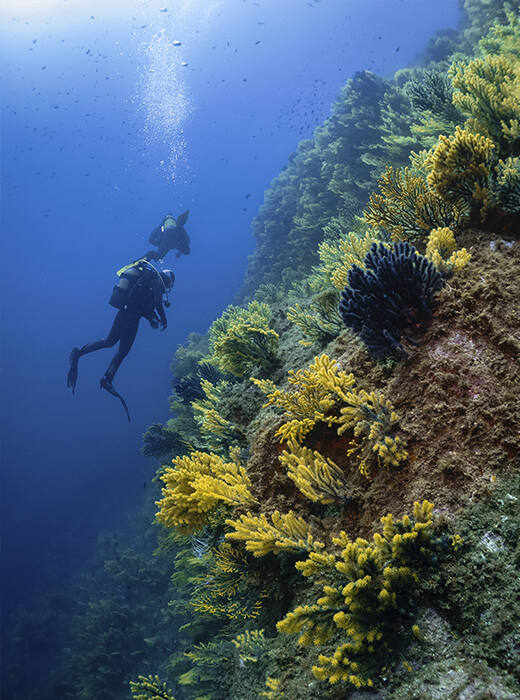 Gorgonias y submarinista