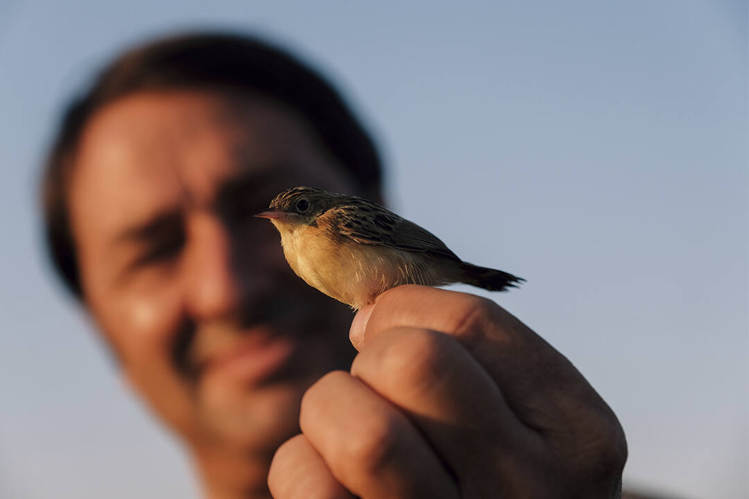 pájaro en mano