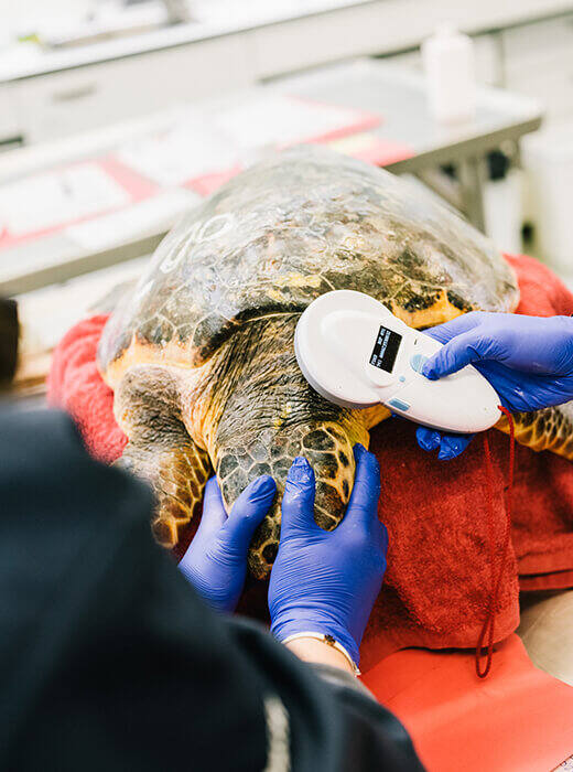 temperatura tortuga